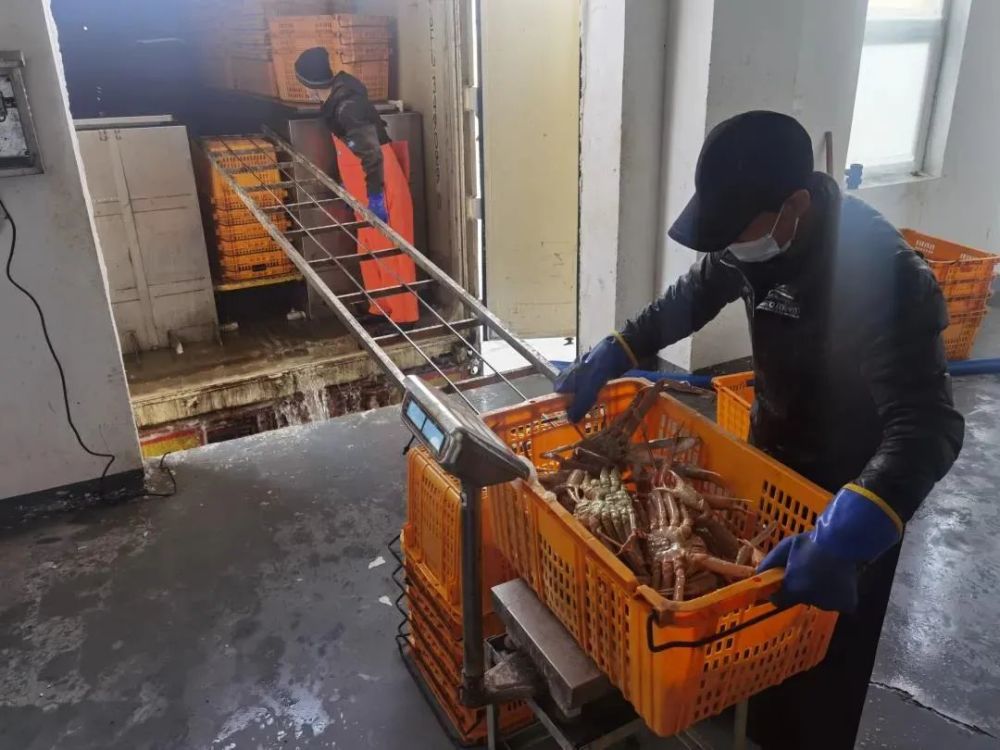 “蟹”逅琿春 銷售——吉林日?qǐng)?bào)頭版聚焦琿春螃蟹產(chǎn)業(yè)興旺