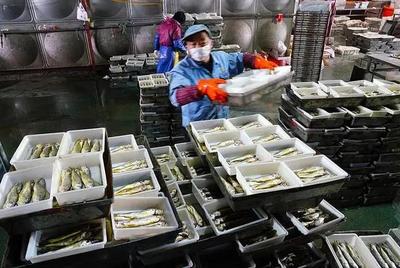 浙江漁港迎歸帆 岱山、象山卸貨忙，產銷兩旺映豐年